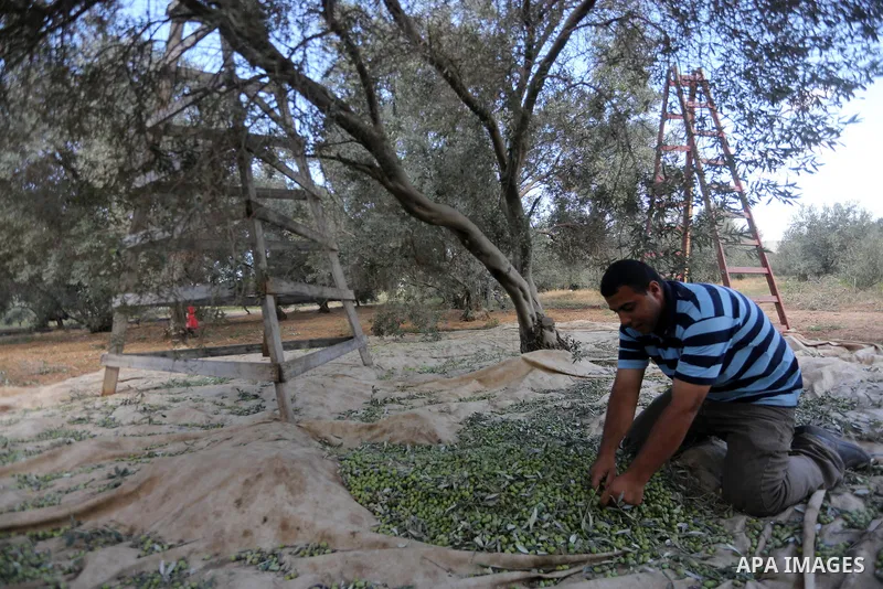 A Palestinian man picks olives during harvest season at a farm in the east of Gaza city, on October 11, 2017. Photo by Mohammed Asad