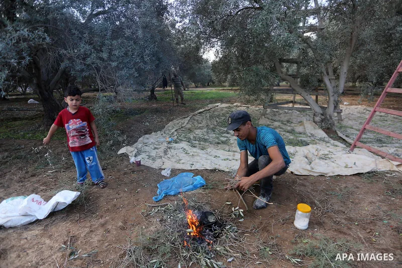 Palestinians pick olives during harvest season at a farm in the east of Gaza city, on October 11, 2017. Photo by Mohammed Asad