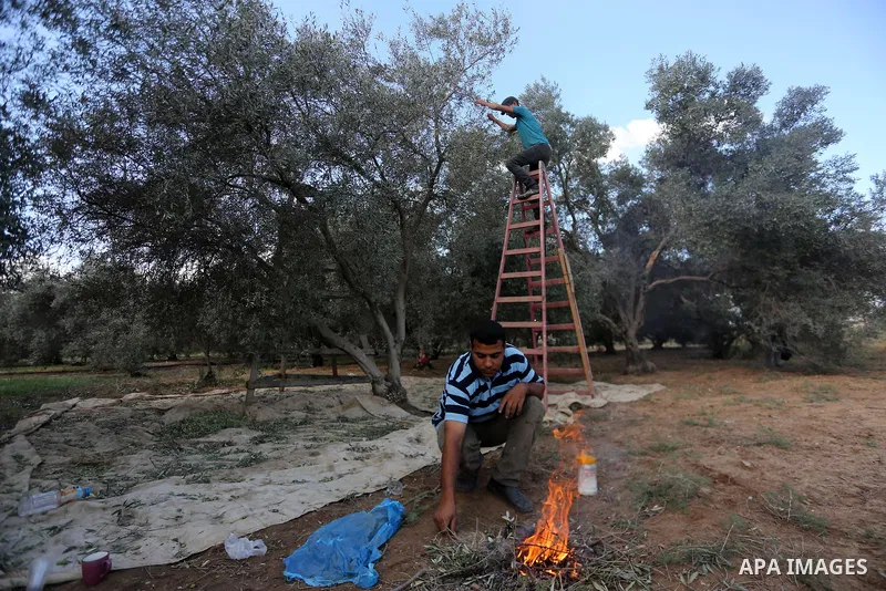Palestinians pick olives during harvest season at a farm in the east of Gaza city, on October 11, 2017. Photo by Mohammed Asad