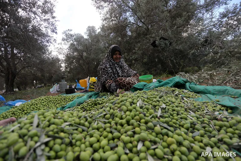 Palestinians pick olives during harvest season at a farm in the east of Gaza city, on October 11, 2017. Photo by Mohammed Asad