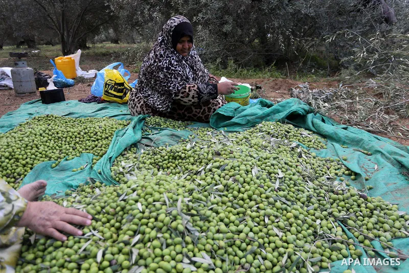 Palestinians pick olives during harvest season at a farm in the east of Gaza city, on October 11, 2017. Photo by Mohammed Asad