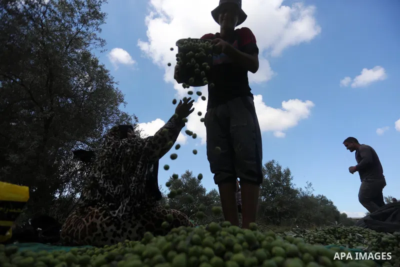 Palestinians pick olives during harvest season at a farm in the east of Gaza city, on October 11, 2017. Photo by Mohammed Asad