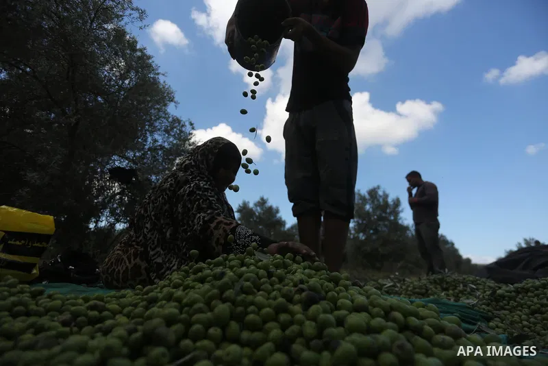 Palestinians pick olives during harvest season at a farm in the east of Gaza city, on October 11, 2017. Photo by Mohammed Asad
