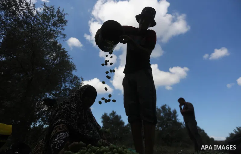 Palestinians pick olives during harvest season at a farm in the east of Gaza city, on October 11, 2017. Photo by Mohammed Asad