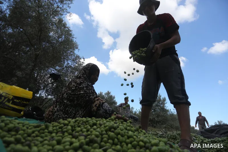 Palestinians pick olives during harvest season at a farm in the east of Gaza city, on October 11, 2017. Photo by Mohammed Asad