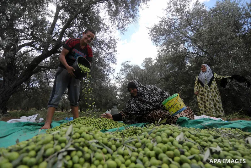 Palestinians pick olives during harvest season at a farm in the east of Gaza city, on October 11, 2017. Photo by Mohammed Asad