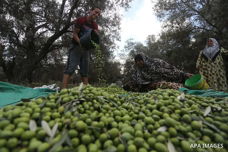 Palestinians pick olives during harvest season at a farm in the east of Gaza city, on October 11, 2017. Photo by Mohammed Asad