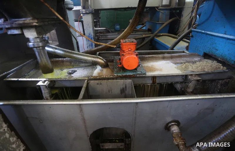 A Palestinian man sorts olives cleaned by a machine before pressing it to be made into oil at an olive press in Gaza city, on October 11, 2017. Photo by Mohammed Asad