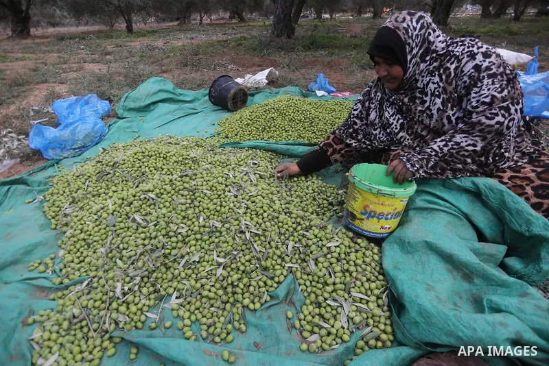 Palestinians pick olives during harvest season at a farm in the east of Gaza city, on October 11, 2017. Photo by Mohammed Asad