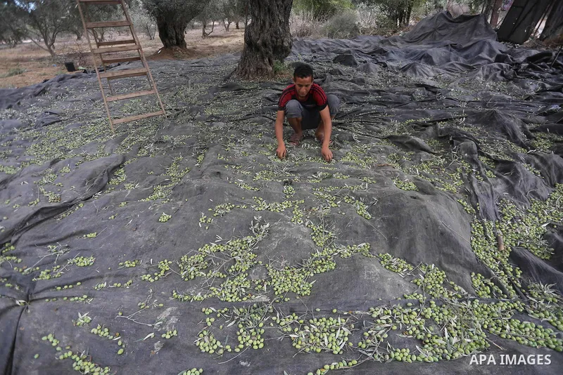 Palestinians pick olives during harvest season at a farm in the east of Gaza city, on October 11, 2017. Photo by Mohammed Asad