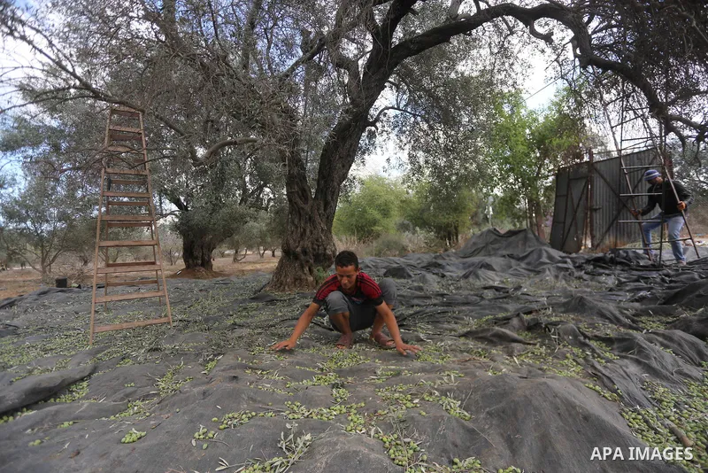 A Palestinian man picks olives during harvest season at a farm in the east of Gaza city, on October 11, 2017. Photo by Mohammed Asad