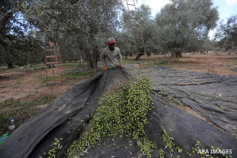 Palestinians pick olives during harvest season at a farm in the east of Gaza city, on October 11, 2017. Photo by Mohammed Asad
