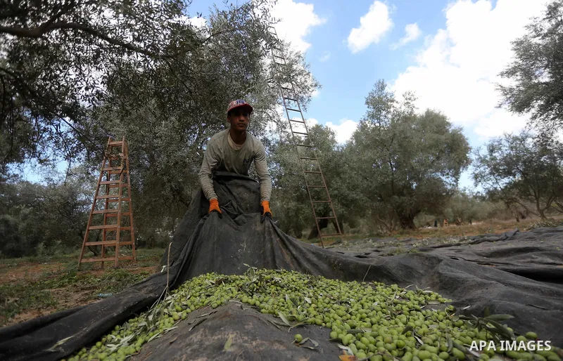 Palestinians pick olives during harvest season at a farm in the east of Gaza city, on October 11, 2017. Photo by Mohammed Asad
