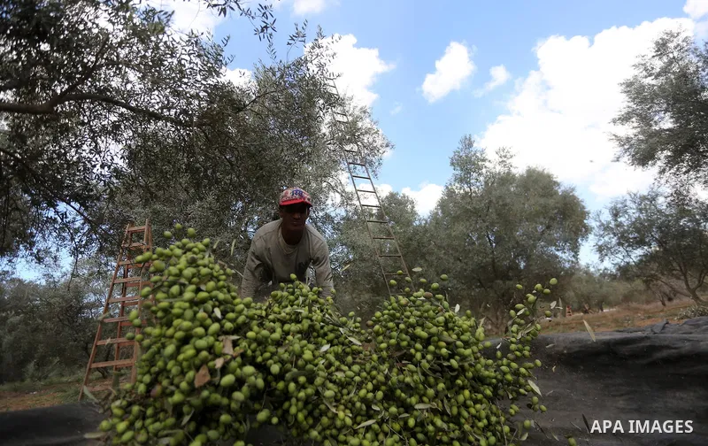A Palestinian man picks olives during harvest season at a farm in the east of Gaza city, on October 11, 2017. Photo by Mohammed Asad