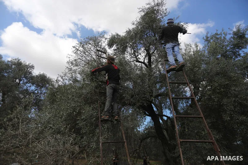 Palestinians pick olives during harvest season at a farm in the east of Gaza city, on October 11, 2017. Photo by Mohammed Asad