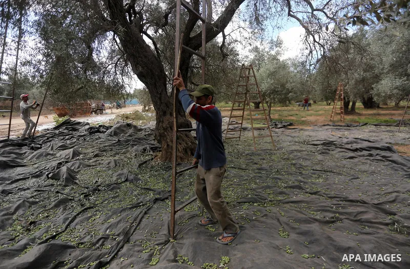 A Palestinian man picks olives during harvest season at a farm in the east of Gaza city, on October 11, 2017. Photo by Mohammed Asad