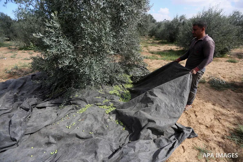 Palestinians pick olives during harvest season at a farm in the east of Gaza city, on October 11, 2017. Photo by Mohammed Asad