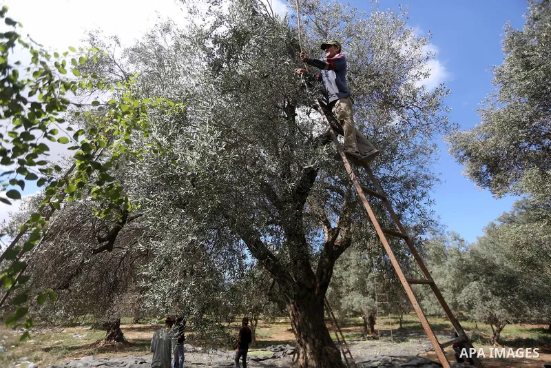 Palestinians pick olives during harvest season at a farm in the east of Gaza city, on October 11, 2017. Photo by Mohammed Asad