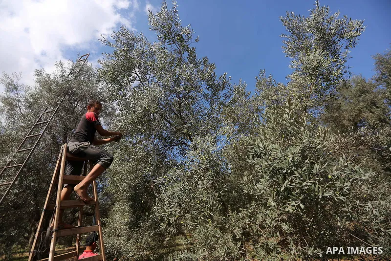 Palestinians pick olives during harvest season at a farm in the east of Gaza city, on October 11, 2017. Photo by Mohammed Asad