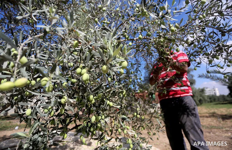 Palestinians pick olives during harvest season at a farm in the east of Gaza city, on October 11, 2017. Photo by Mohammed Asad