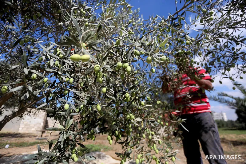 A Palestinian man picks olives during harvest season at a farm in the east of Gaza city, on October 11, 2017. Photo by Mohammed Asad