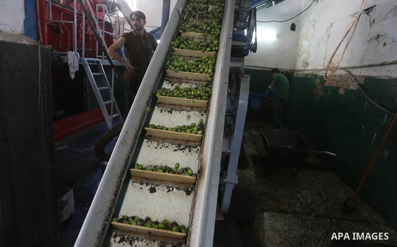 A Palestinian man sorts olives cleaned by a machine before pressing it to be made into oil at an olive press in Gaza city, on October 11, 2017. Photo by Mohammed Asad