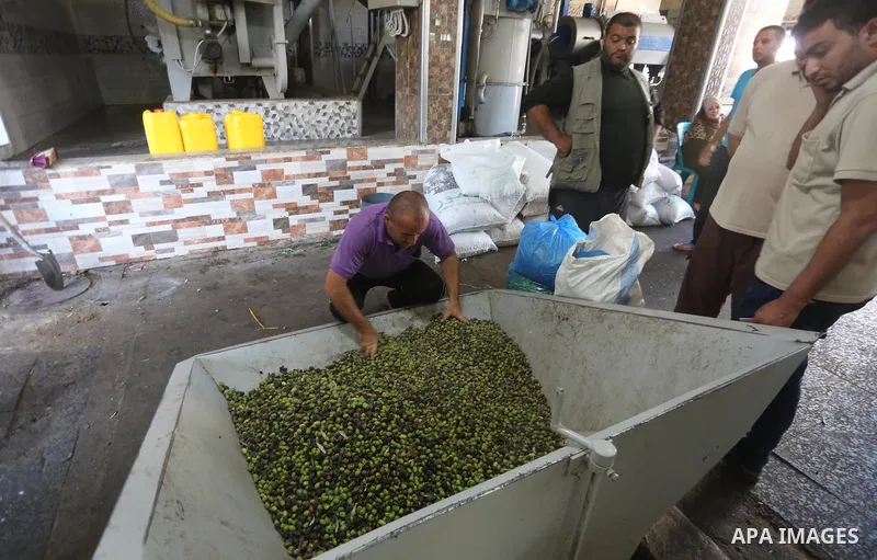 A Palestinian man sorts olives cleaned by a machine before pressing it to be made into oil at an olive press in Gaza city, on October 11, 2017. Photo by Mohammed Asad