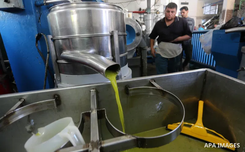 A Palestinian man pours newly-made olive oil into a plastic container at an olive press in Gaza city, on October 11, 2017. Photo by Mohammed Asad