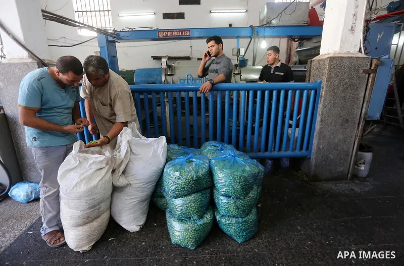 A Palestinian man sorts olives cleaned by a machine before pressing it to be made into oil at an olive press in Gaza city, on October 11, 2017. Photo by Mohammed Asad