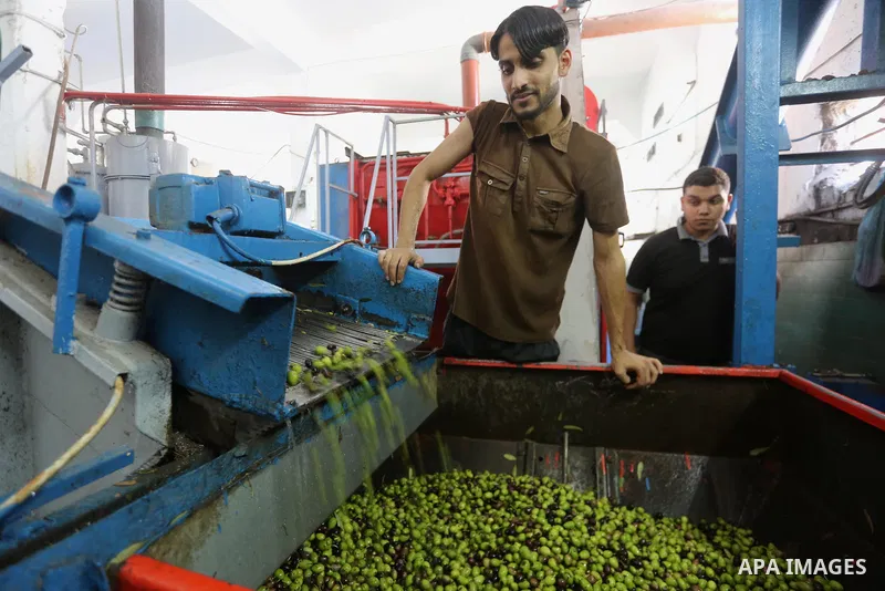 A Palestinian man sorts olives cleaned by a machine before pressing it to be made into oil at an olive press in Gaza city, on October 11, 2017. Photo by Mohammed Asad