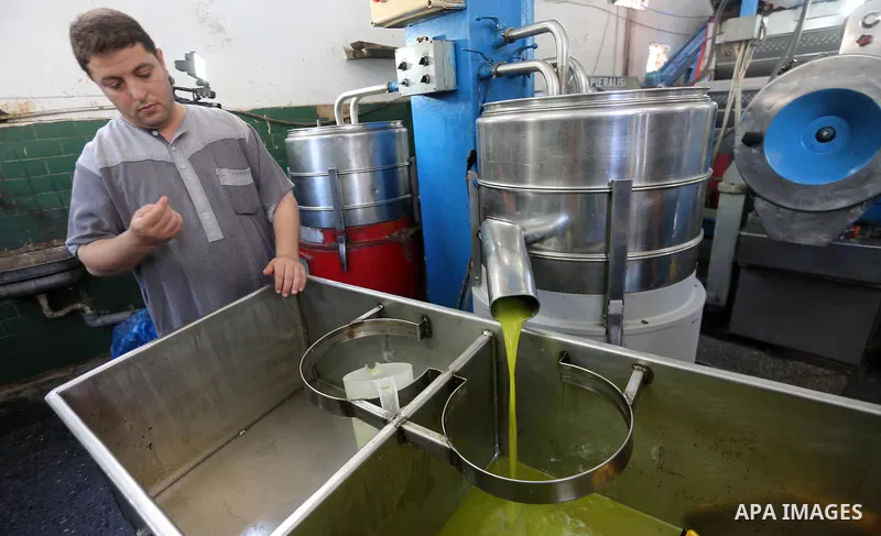 A Palestinian man pours newly-made olive oil into a plastic container at an olive press in Gaza city, on October 11, 2017. Photo by Mohammed Asad