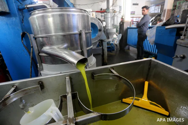A Palestinian man pours newly-made olive oil into a plastic container at an olive press in Gaza city, on October 11, 2017. Photo by Mohammed Asad