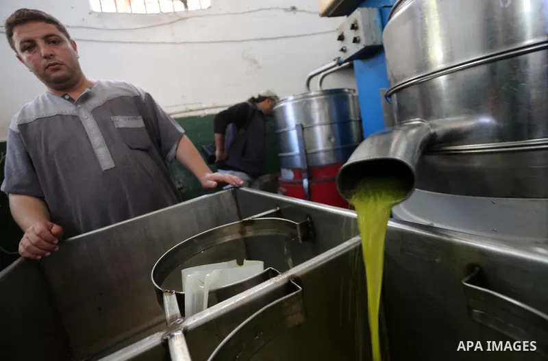 A Palestinian man pours newly-made olive oil into a plastic container at an olive press in Gaza city, on October 11, 2017. Photo by Mohammed Asad