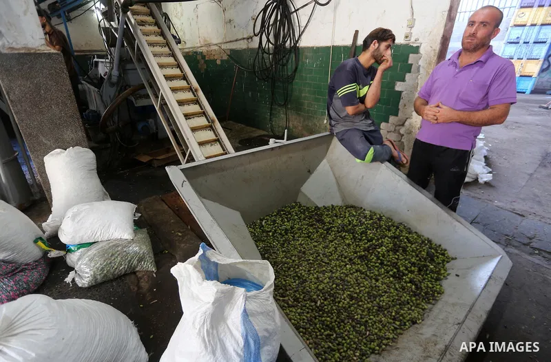 A Palestinian man sorts olives cleaned by a machine before pressing it to be made into oil at an olive press in Gaza city, on October 11, 2017. Photo by Mohammed Asad