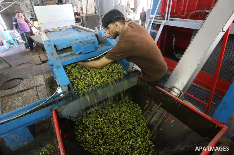 A Palestinian man sorts olives cleaned by a machine before pressing it to be made into oil at an olive press in Gaza city, on October 11, 2017. Photo by Mohammed Asad