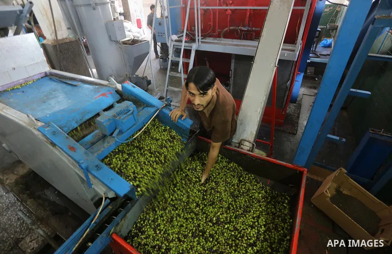 A Palestinian man sorts olives cleaned by a machine before pressing it to be made into oil at an olive press in Gaza city, on October 11, 2017. Photo by Mohammed Asad
