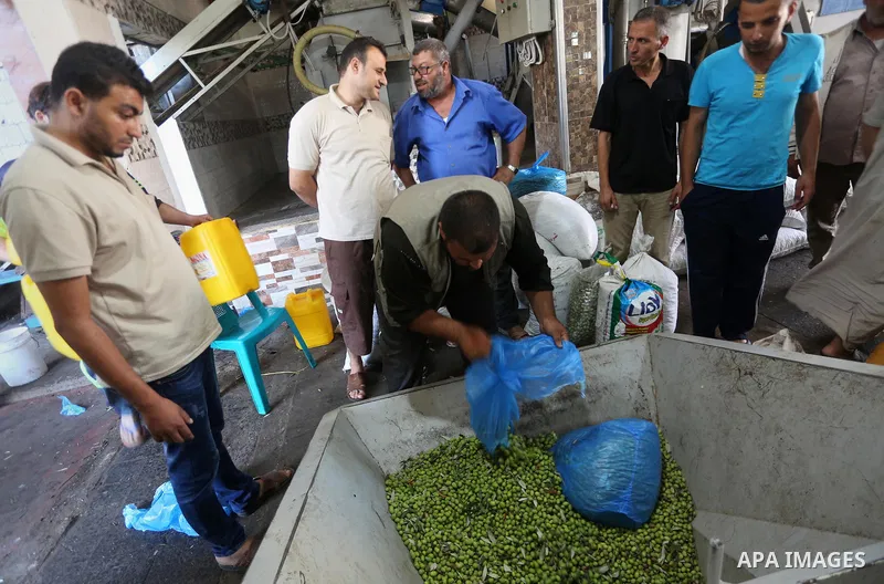 A Palestinian man sorts olives cleaned by a machine before pressing it to be made into oil at an olive press in Gaza city, on October 11, 2017. Photo by Mohammed Asad