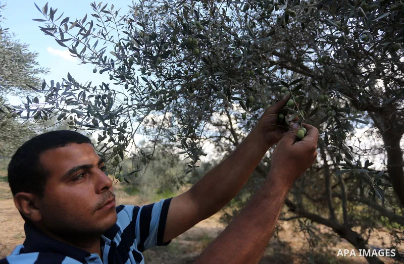 A Palestinian man picks olives during harvest season at a farm in the east of Gaza city, on October 11, 2017. Photo by Mohammed Asad