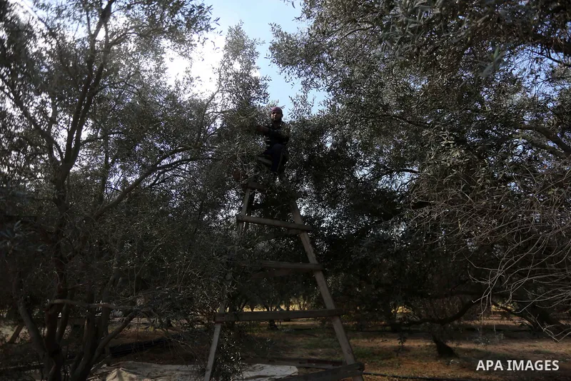 A Palestinian man picks olives during harvest season at a farm in the east of Gaza city, on October 11, 2017. Photo by Mohammed Asad