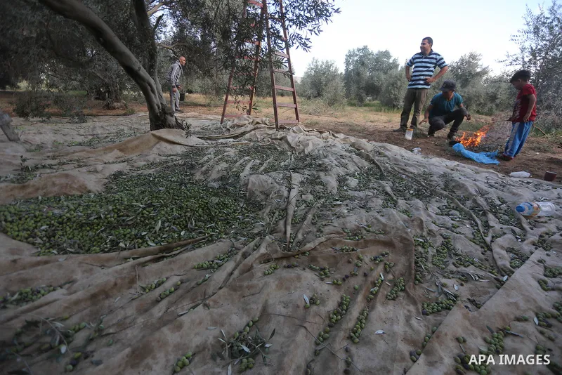 Palestinians pick olives during harvest season at a farm in the east of Gaza city, on October 11, 2017. Photo by Mohammed Asad