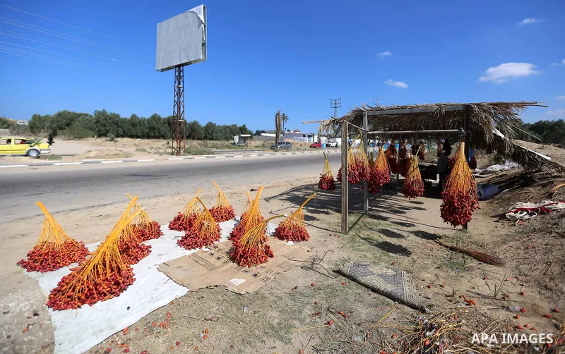 Palestinian farmers harvest dates from a palm tree in the central Gaza Strip on October 12, 2017. Photo by Atia Darwish