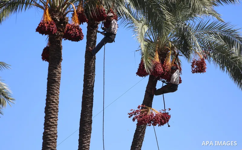 Palestinian farmers harvest dates from a palm tree in the central Gaza Strip on October 12, 2017. Photo by Atia Darwish
