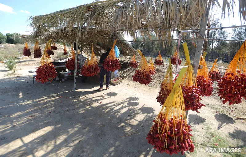 Palestinian farmers harvest dates from a palm tree in the central Gaza Strip on October 12, 2017. Photo by Atia Darwish