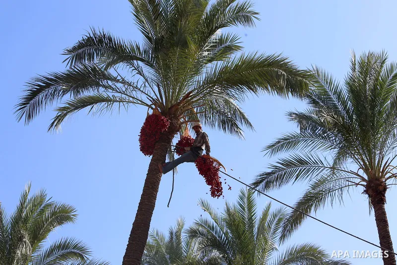 Palestinian farmers harvest dates from a palm tree in the central Gaza Strip on October 12, 2017. Photo by Atia Darwish