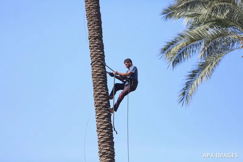 Palestinian farmers harvest dates from a palm tree in the central Gaza Strip on October 12, 2017. Photo by Atia Darwish