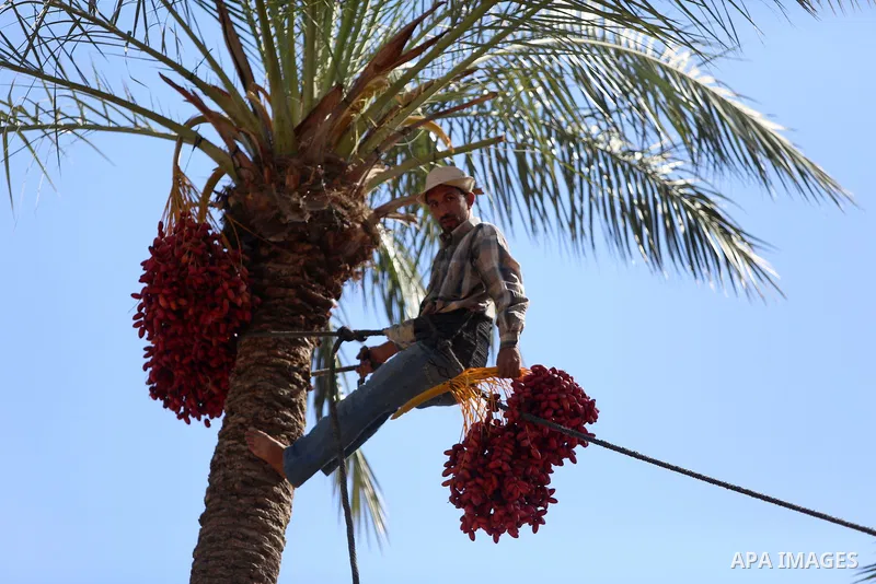 Palestinian farmers harvest dates from a palm tree in the central Gaza Strip on October 12, 2017. Photo by Atia Darwish