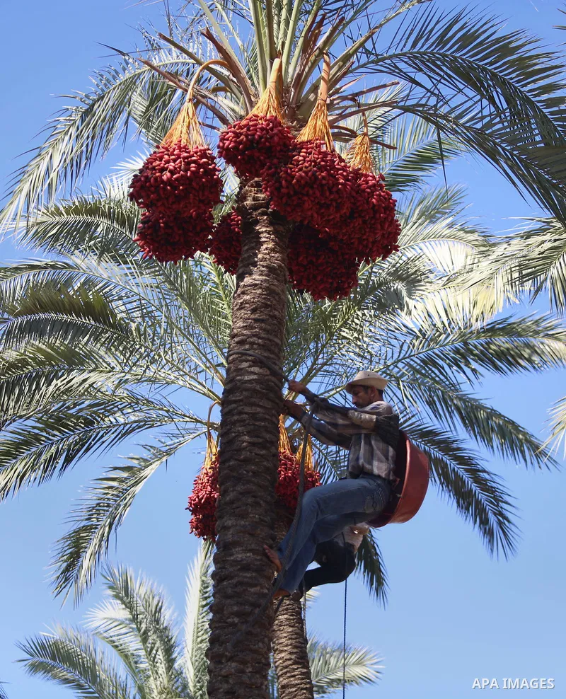 Palestinian farmers harvest dates from a palm tree in the central Gaza Strip on October 12, 2017. Photo by Atia Darwish