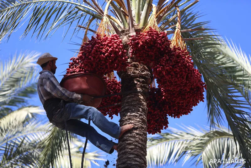 Palestinian farmers harvest dates from a palm tree in the central Gaza Strip on October 12, 2017. Photo by Atia Darwish