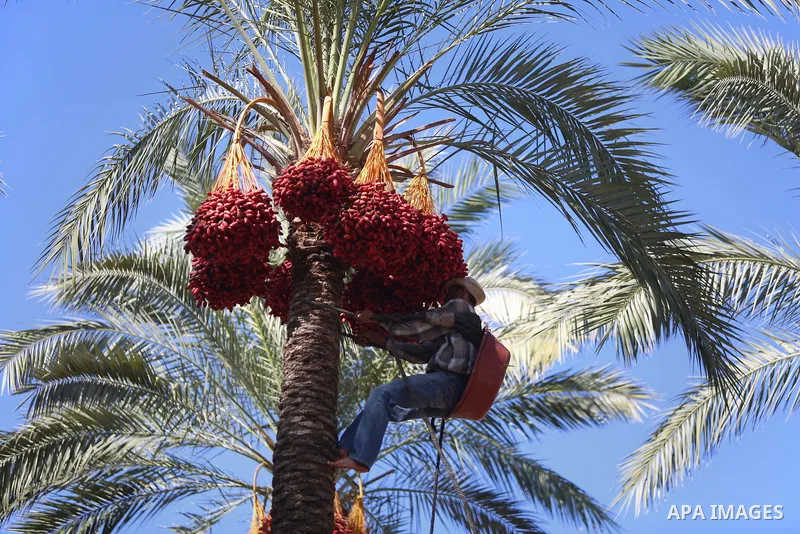 Palestinian farmers harvest dates from a palm tree in the central Gaza Strip on October 12, 2017. Photo by Atia Darwish