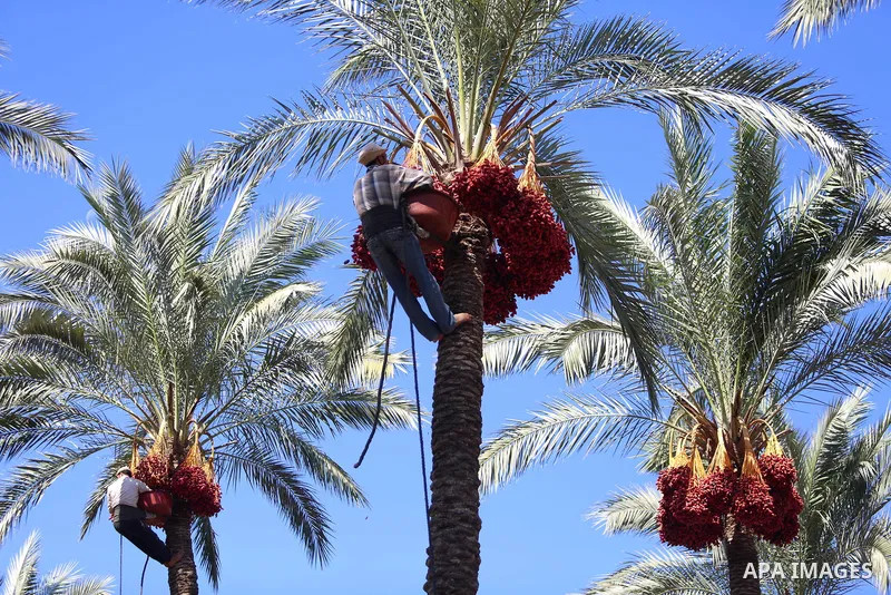 Palestinian farmers harvest dates from a palm tree in the central Gaza Strip on October 12, 2017. Photo by Atia Darwish